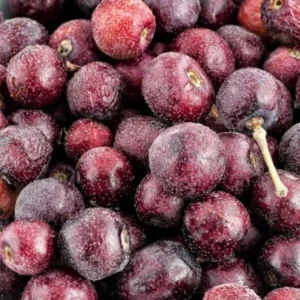 Sherbet Berry Plant Live - Grewia Asiatica Plant - 4 to 6 Inch Tall - Garden Ready