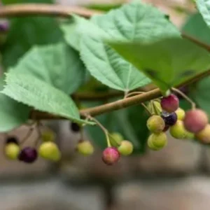 Sherbet Berry Plant Live - Grewia Asiatica Plant - 4 to 6 Inch Tall - Garden Ready