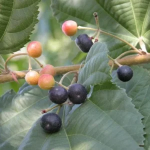 Sherbet Berry Plant Live - Grewia Asiatica Plant - 4 to 6 Inch Tall - Garden Ready