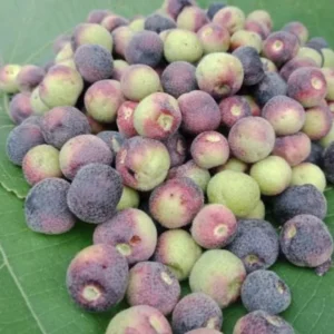 Sherbet Berry Plant Live - Grewia Asiatica Plant - 4 to 6 Inch Tall - Garden Ready