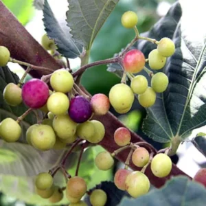 Sherbet Berry Plant Live - Grewia Asiatica Plant - 4 to 6 Inch Tall - Garden Ready