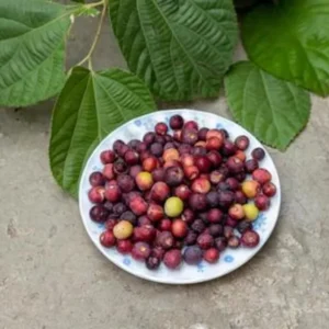 Sherbet Berry Plant Live - Grewia Asiatica Plant - 4 to 6 Inch Tall - Garden Ready