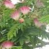 Silk Tree Albizia Julibrissin Mimosa Tree - 1 to 2 Feet Tall Plant