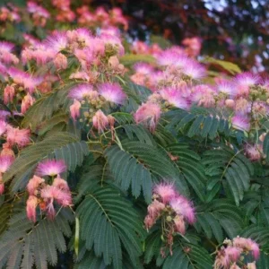 Silk Tree Albizia Julibrissin Mimosa Tree - 1 to 2 Feet Tall Plant