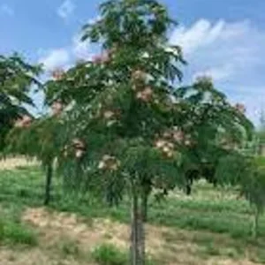 Silk Tree Albizia Julibrissin Mimosa Tree - 1 to 2 Feet Tall Plant