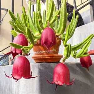 Stapelia Leendertziae Marroon Cup Starfish Live Plant 4-inch Potted Black Bell