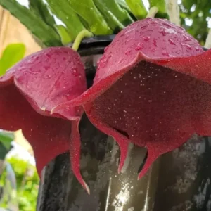 Stapelia Leendertziae Marroon Cup Starfish Live Plant 4-inch Potted Black Bell