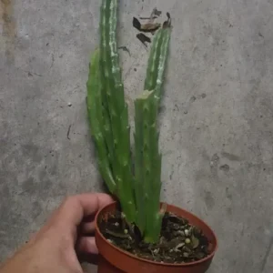 Stapelia Leendertziae Marroon Cup Starfish Live Plant 4-inch Potted Black Bell