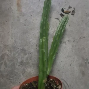 Stapelia Leendertziae Marroon Cup Starfish Live Plant 4-inch Potted Black Bell