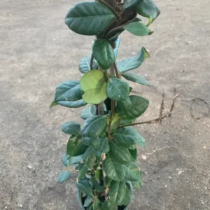 Star Jasmine Plant - Climbing Vine - 2 Feet Tall - Fragrant White Flowers