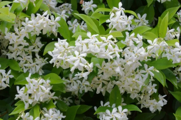 Star Jasmine Plants 3 Pk - 2 Inch - Fragrant White Flowers