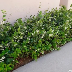 Star Jasmine Plants 3 Pk - 2 Inch - Fragrant White Flowers