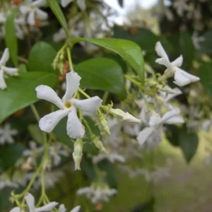 Star Jasmine Plants 3 Pk - 2 Inch - Fragrant White Flowers