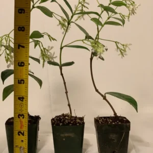 Star Jasmine Plants 3 Pk - 2 Inch - Fragrant White Flowers