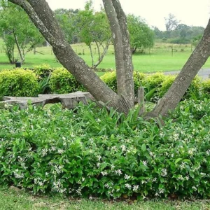 Star Jasmine Plants 3 Pk - 2 Inch - Fragrant White Flowers