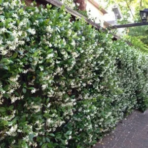 Star Jasmine Plants 3 Pk - 2 Inch - Fragrant White Flowers