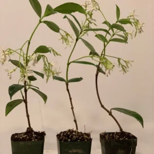 Star Jasmine Plants 3 Pk - 2 Inch - Fragrant White Flowers