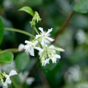 Star Jasmine Plants 3 Pk - 2 Inch - Fragrant White Flowers