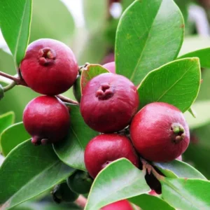Strawberry Guava Tree - Tropical Fruit Plant - 4 to 6 Inch Tall