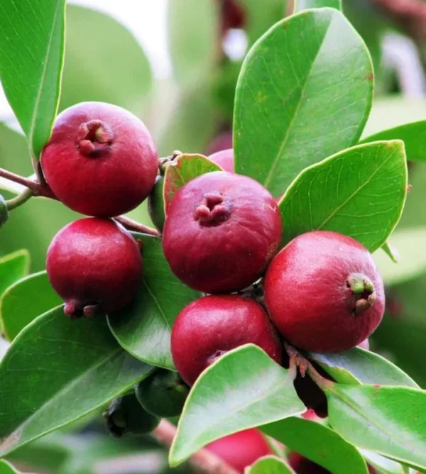 Strawberry Guava Tree - Tropical Fruit Plant - 4 to 6 Inch Tall