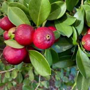 Strawberry Guava Tree - Tropical Fruit Plant - 4 to 6 Inch Tall