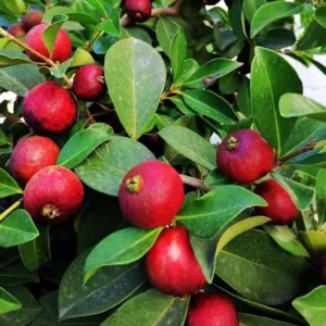 Strawberry Guava Tree - Tropical Fruit Plant - 4 to 6 Inch Tall