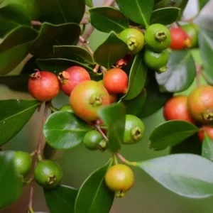 Strawberry Guava Tree - Tropical Fruit Plant - 4 to 6 Inch Tall