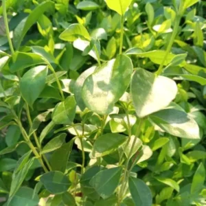 Strawberry Guava Tree - Tropical Fruit Plant - 4 to 6 Inch Tall