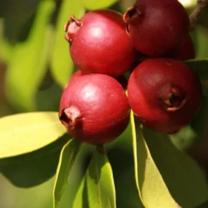 Strawberry Guava Tree - Tropical Fruit Plant - 4 to 6 Inch Tall