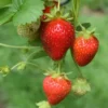 Strawberry Plants - 50 Pack June Bearing Heirloom Strawberry Plant Offer