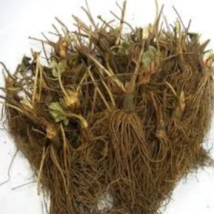 Strawberry Plants - 50 Pack June Bearing Heirloom Strawberry Plant Offer