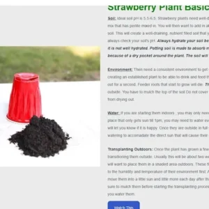 Strawberry Plants - 50 Pack June Bearing Heirloom Strawberry Plant Offer