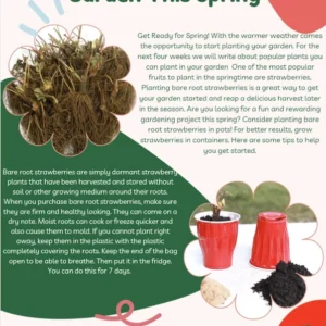 Strawberry Plants - 50 Pack June Bearing Heirloom Strawberry Plant Offer