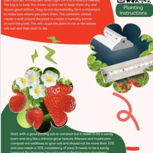 Strawberry Plants - 50 Pack June Bearing Heirloom Strawberry Plant Offer