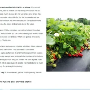 Strawberry Plants - 50 Pack June Bearing Heirloom Strawberry Plant Offer
