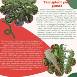 Strawberry Plants - 50 Pack June Bearing Heirloom Strawberry Plant Offer