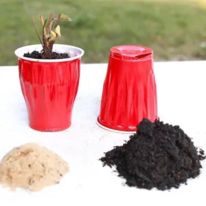 Strawberry Plants - 50 Pack June Bearing Heirloom Strawberry Plant Offer