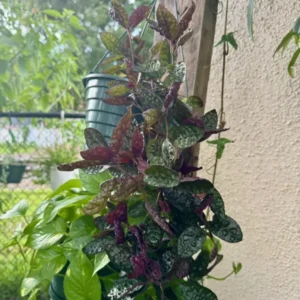 Strobilanthes Alternata Purple Waffle Plant - Unique Houseplant
