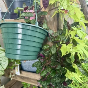 Strobilanthes Alternata Purple Waffle Plant - Unique Houseplant