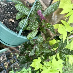 Strobilanthes Alternata Purple Waffle Plant - Unique Houseplant