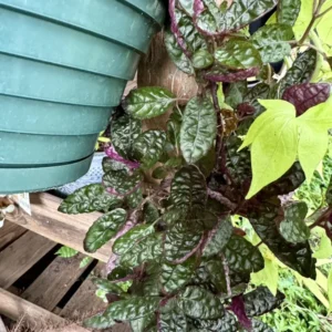 Strobilanthes Alternata Purple Waffle Plant - Unique Houseplant