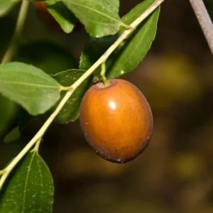 Sugar Cane Jujube Tree Live Plant - 3ft Tall Grafted Chinese Date Tree