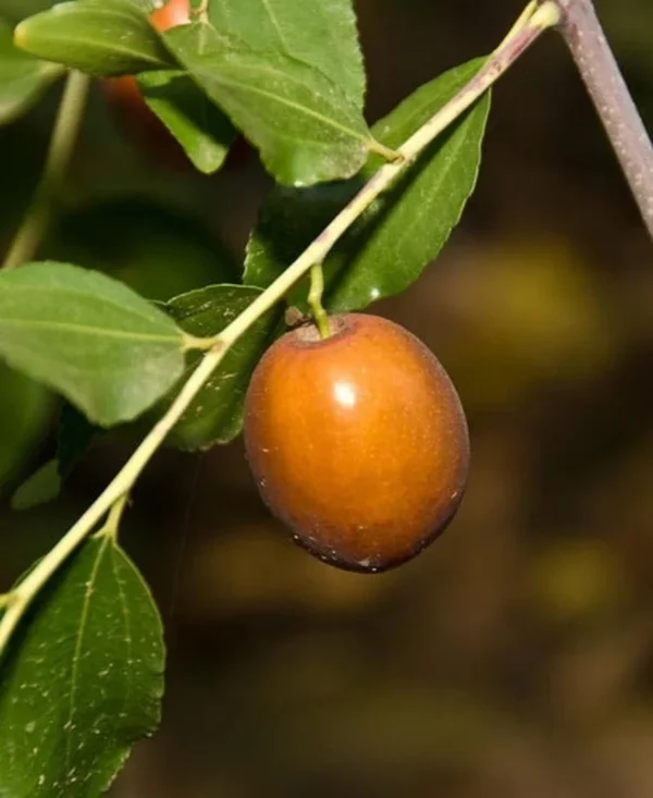 Sugar Cane Jujube Tree Live Plant - Grafted Chinese Date Tree 2 Feet