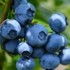 Sunshine Blueberry Bush Plant Live - Sweet Variety for Patio and Garden - 4 to 6 Inch