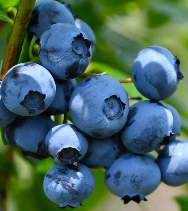 Sunshine Blueberry Bush Plant Live - Sweet Variety for Patio and Garden - 4 to 6 Inch