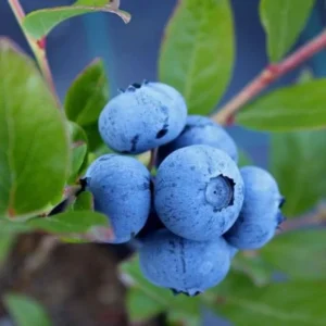 Sunshine Blueberry Bush Plant Live - Sweet Variety for Patio and Garden - 4 to 6 Inch