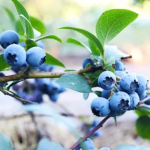 Sunshine Blueberry Bush Plant Live - Sweet Variety for Patio and Garden - 4 to 6 Inch