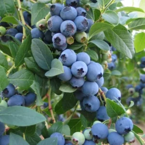Sunshine Blueberry Bush Plant Live - Sweet Variety for Patio and Garden - 4 to 6 Inch
