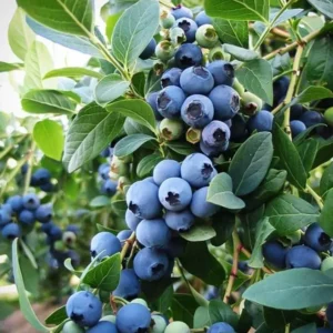 Sunshine Blueberry Bush Plant Live - Sweet Variety for Patio and Garden - 4 to 6 Inch