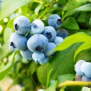 Sunshine Blueberry Bush Plant Live - Sweet Variety for Patio and Garden - 4 to 6 Inch